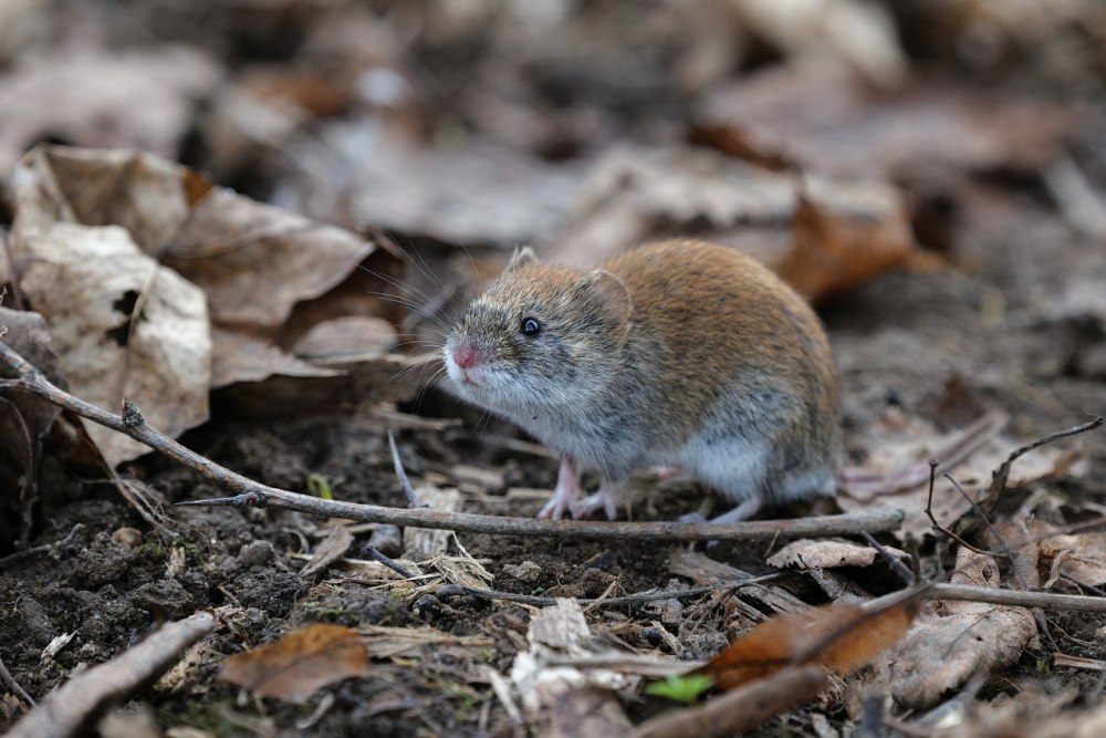 Полевка Роберта