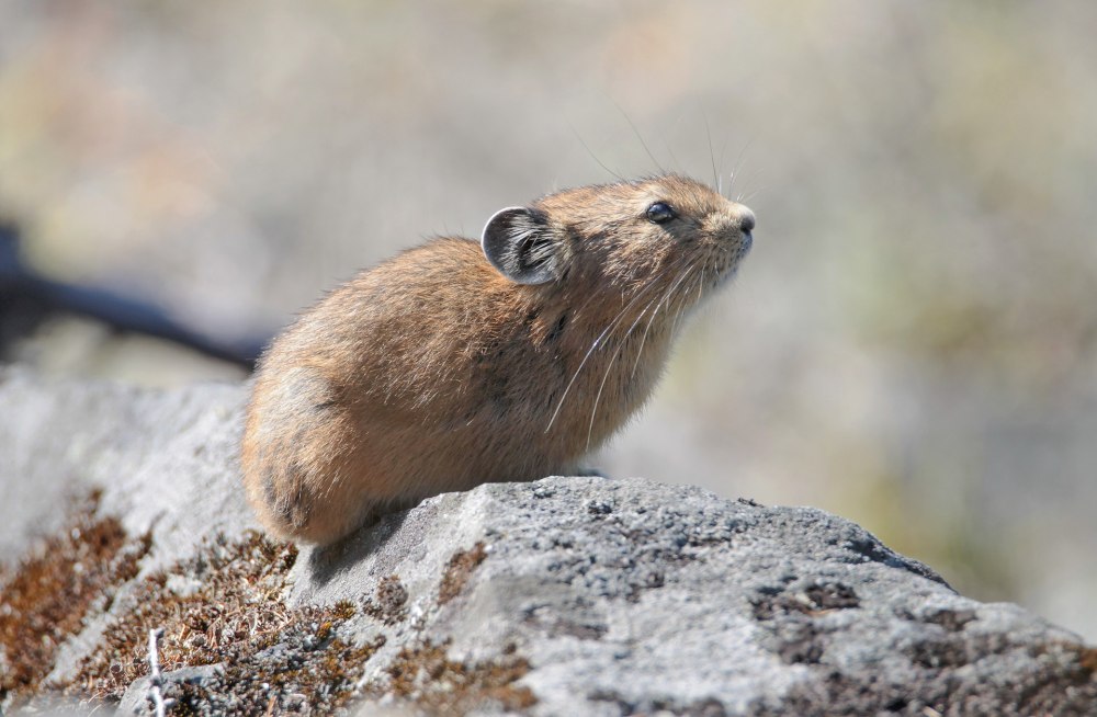 Пищуха Алтайская сеноставка