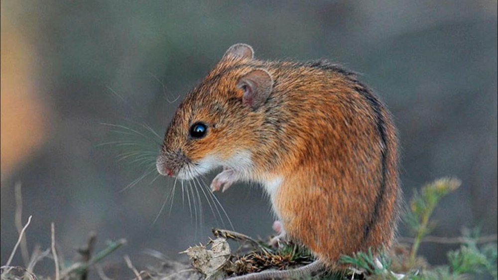 Полевая мышь Apodemus agrarius