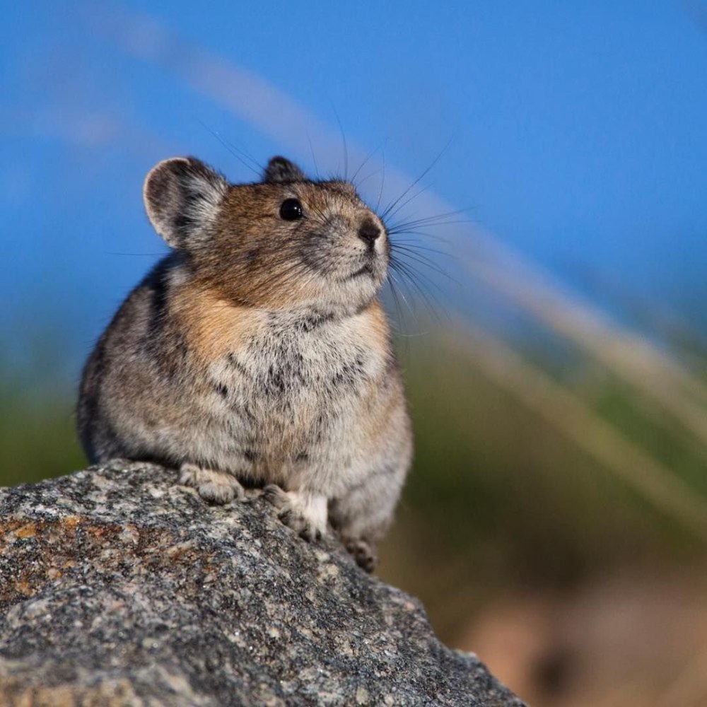 Сардинская пищуха