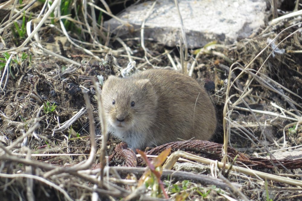 Красно-серая полевка