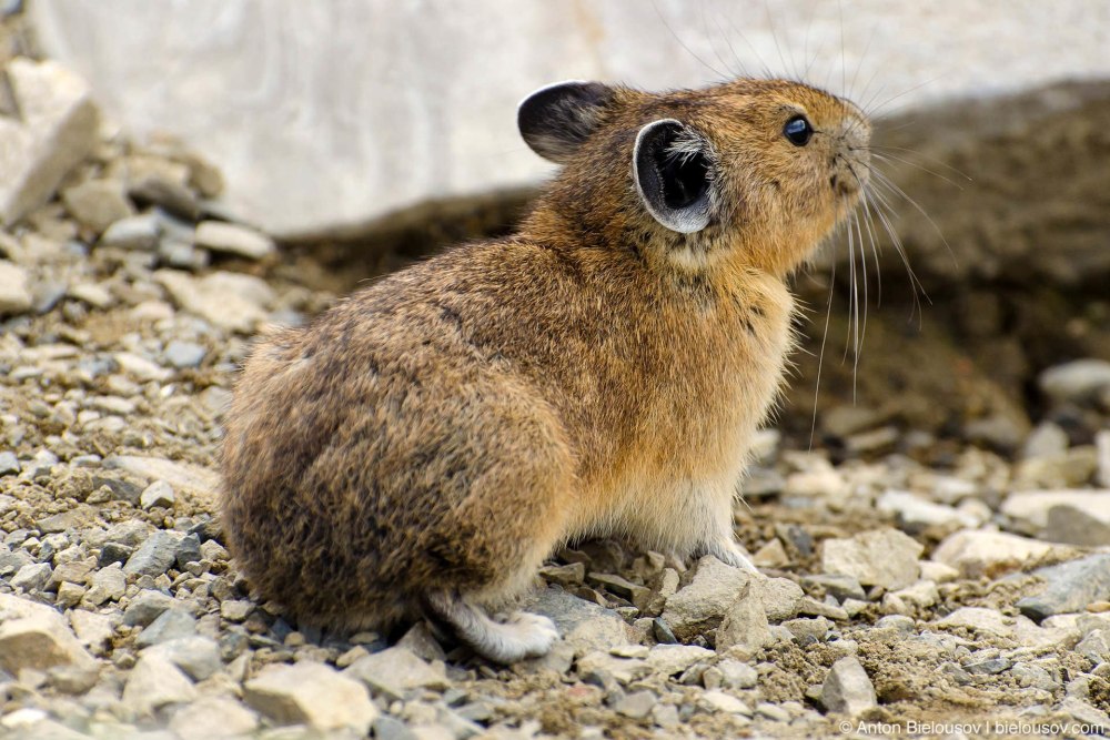 Зайцеобразные Степная пищуха Ochotona pusilla