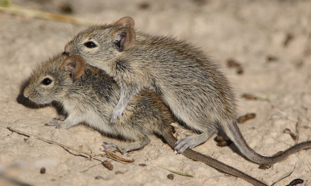 Мышь полевка полосатая