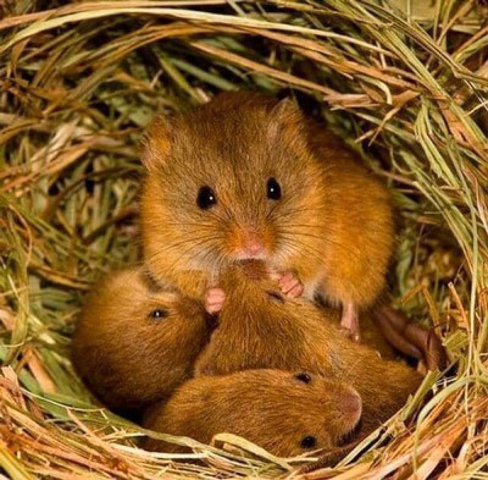 Мышь Малютка гнездо