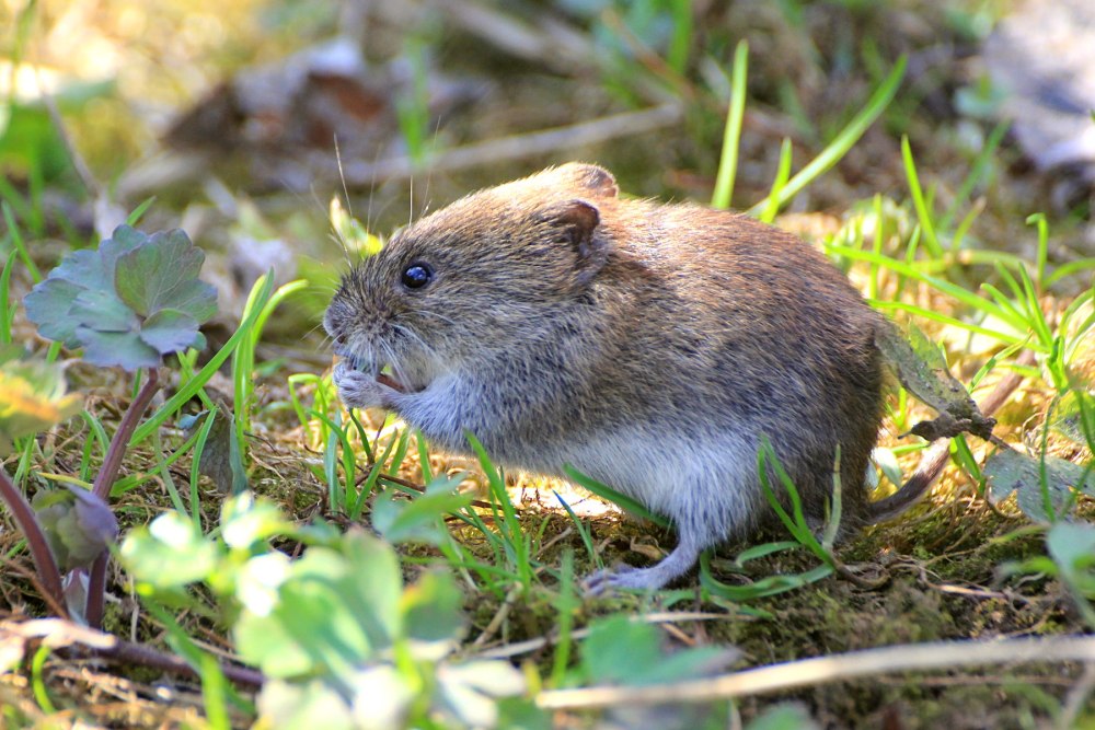 Полевка Миддендорфа