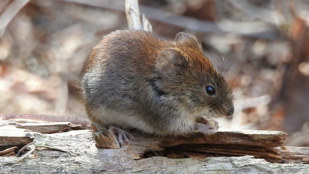 Ольхонская полевка