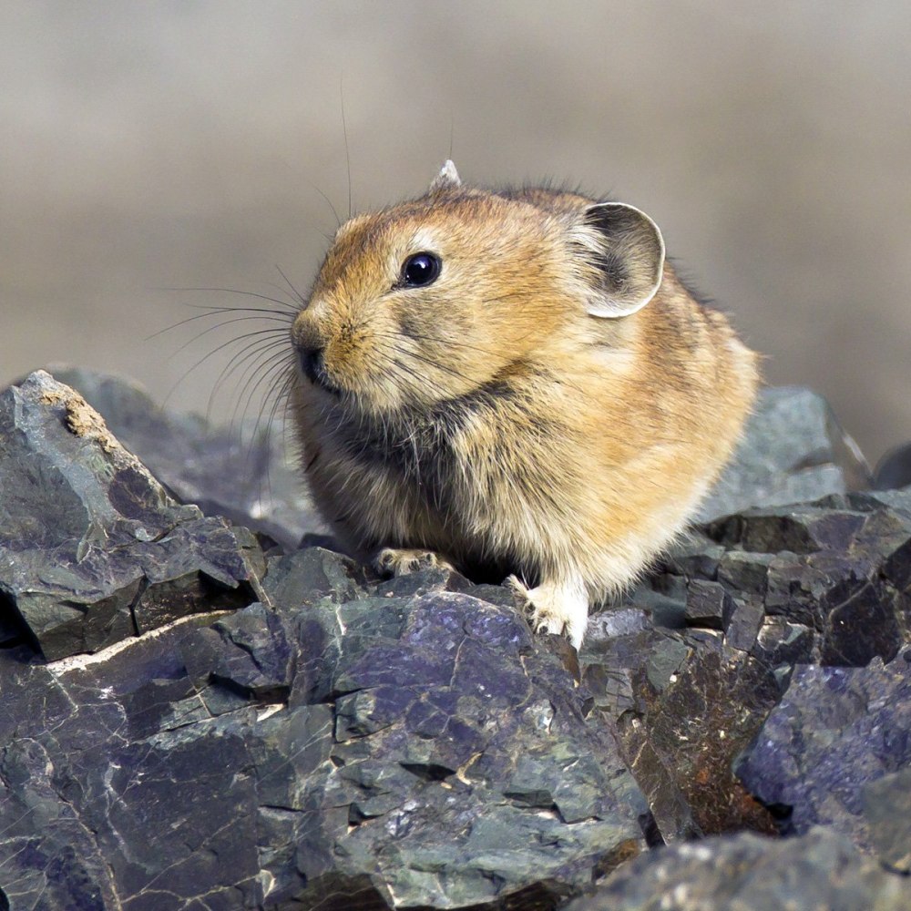 Пищухи зайцеобразные