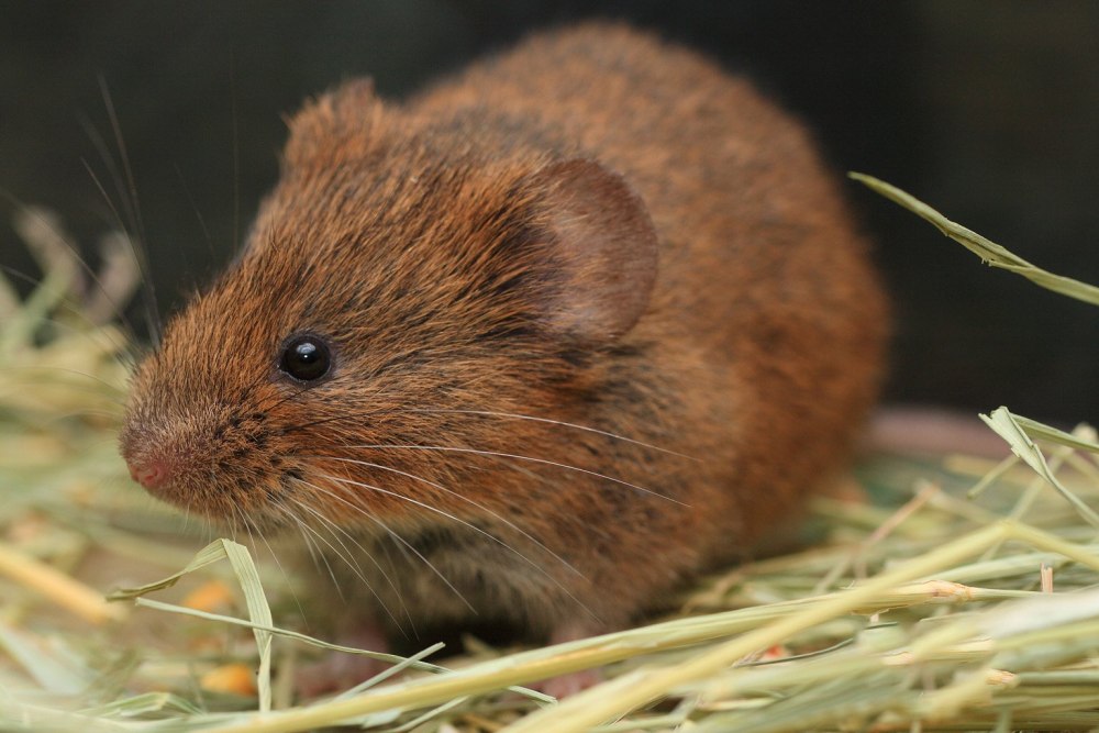 Саламандра полевка