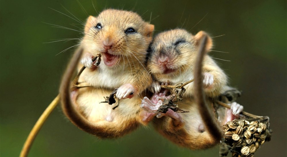 Забавные животные