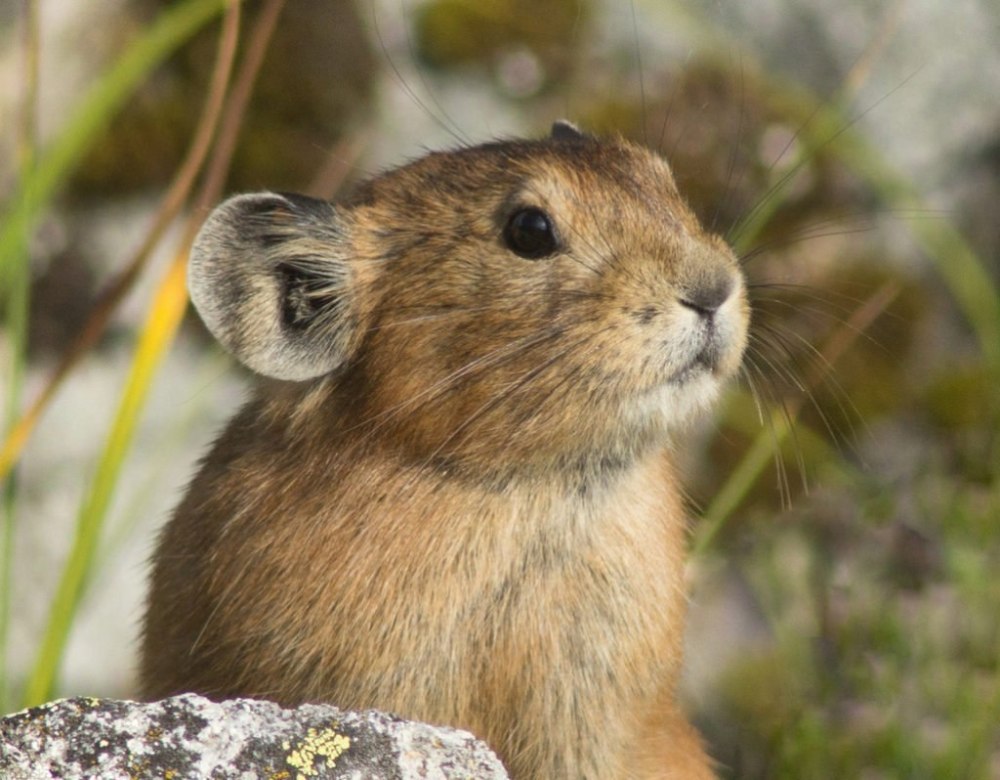 Пищухи зайцеобразные