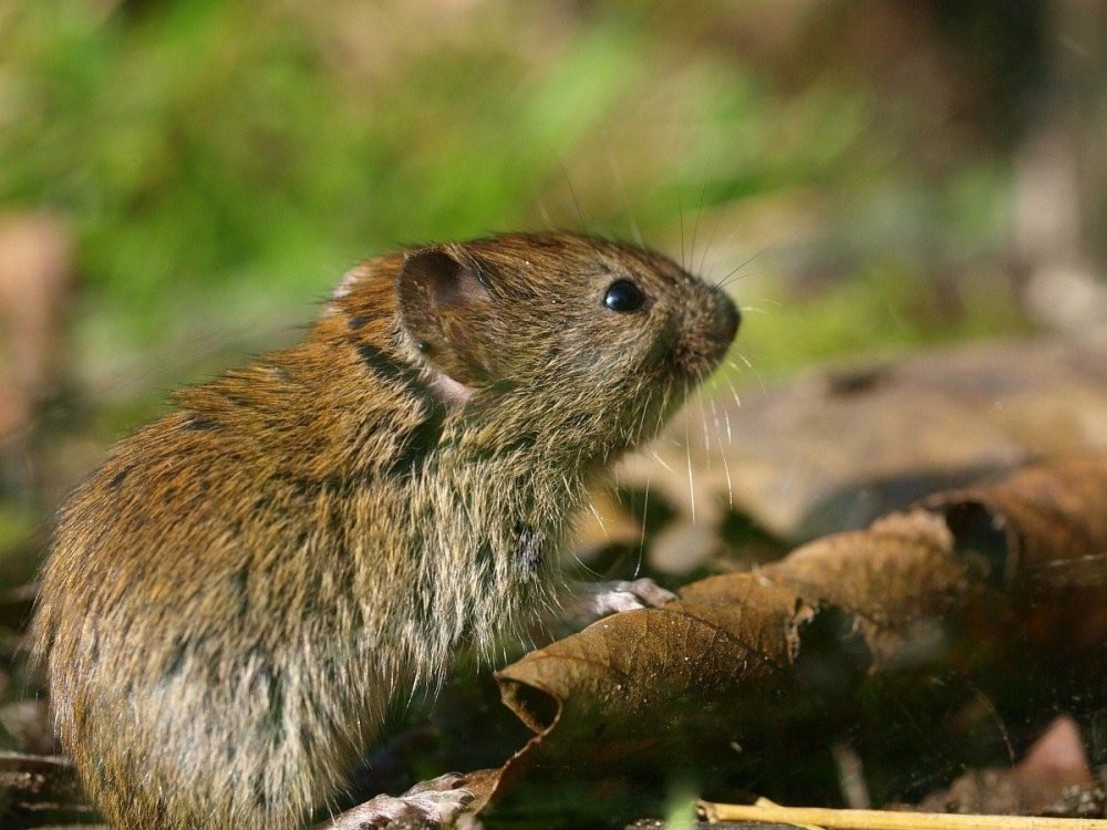 Прометеева полевка