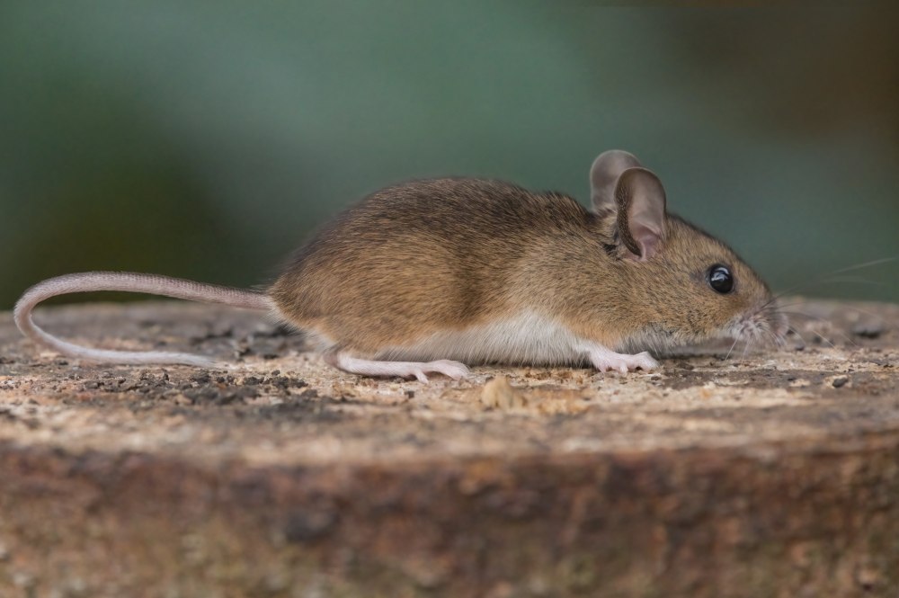 Европейская Лесная мышь