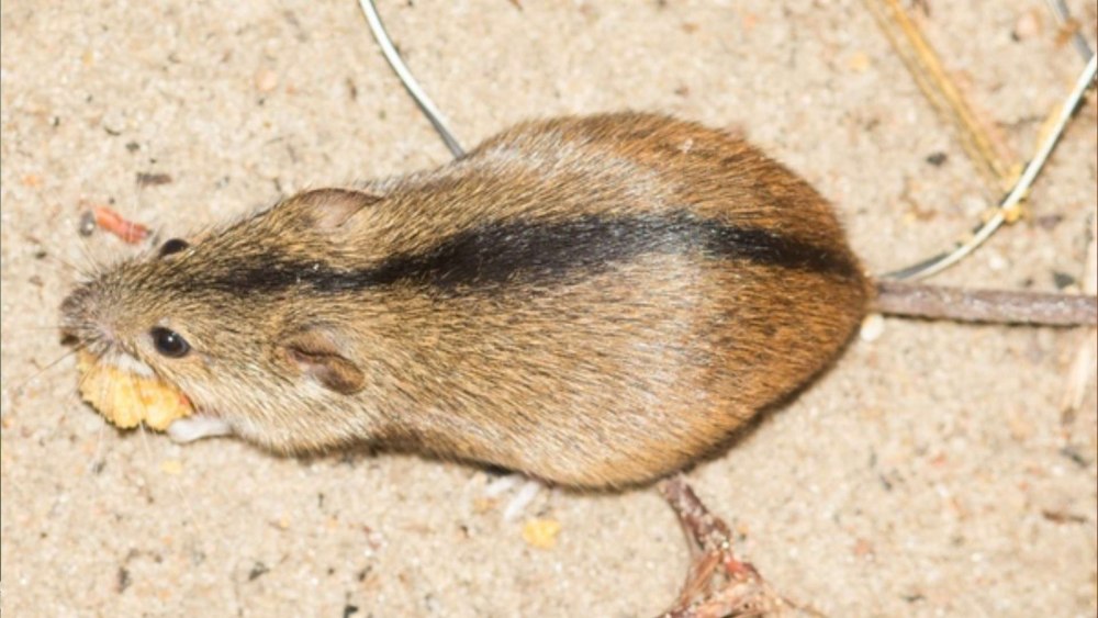 Мышь полевка с коротким хвостом