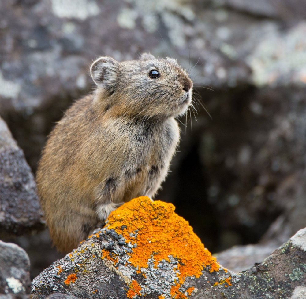 Северная пищуха (Ochotona Hyperborea)