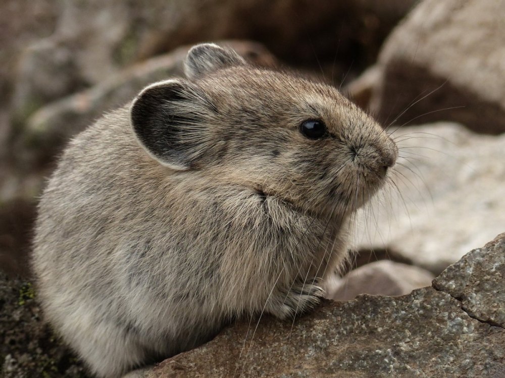 Зайцеобразные Алтайская пищуха.