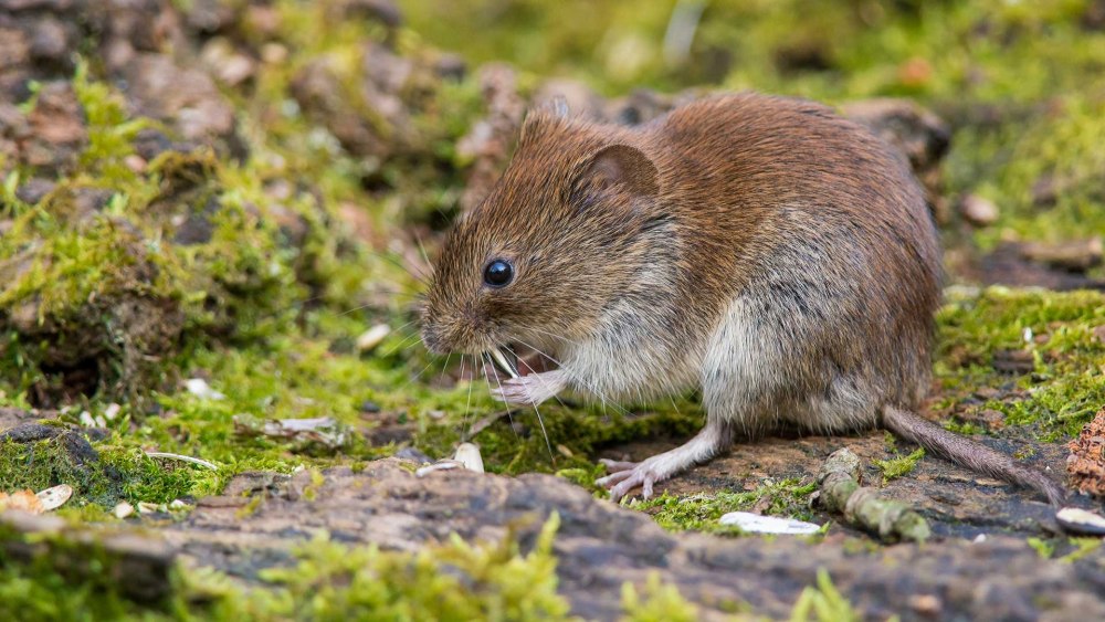Баварская полёвка