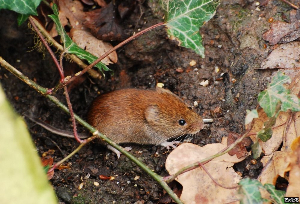 Рыжая Лесная полевка