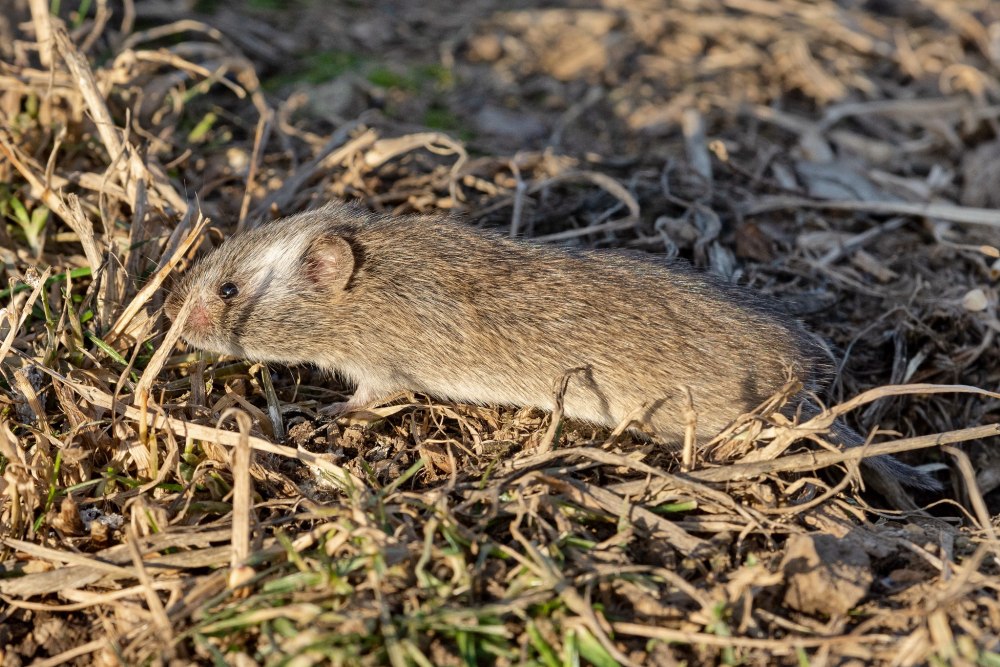 Грызуны в Москве