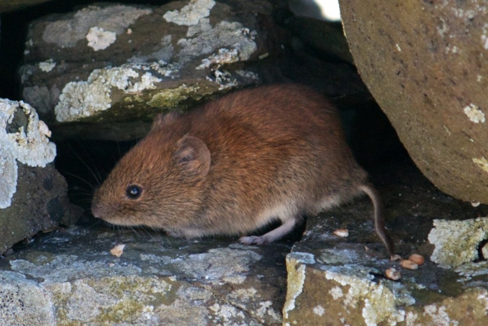 Полевка Миддендорфа