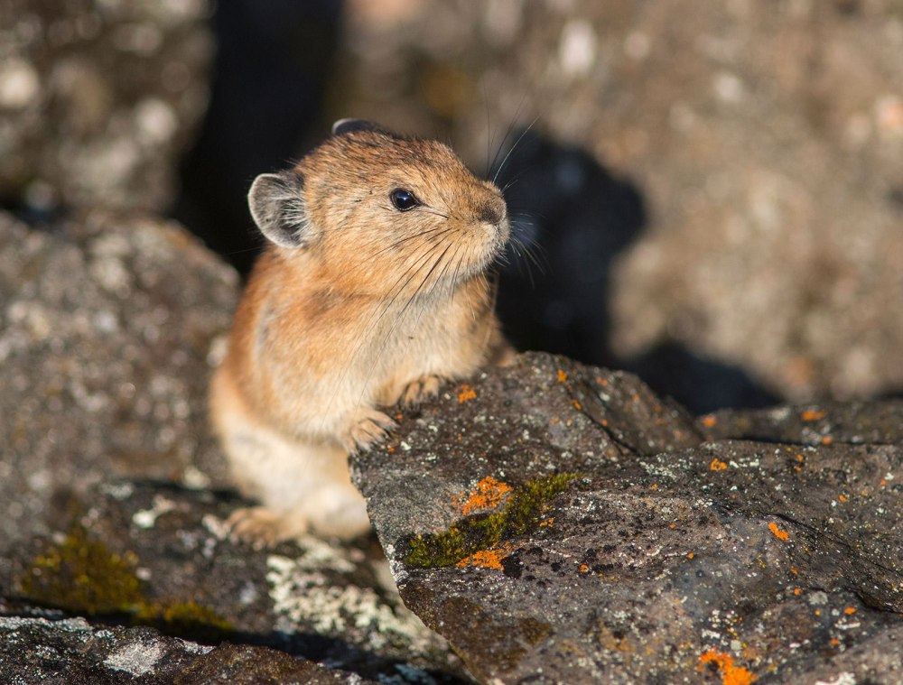 Сардинская пищуха