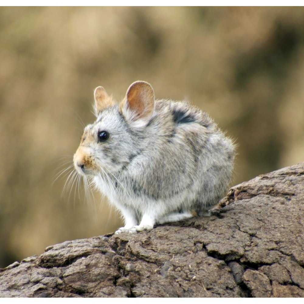 Большеухая пищуха