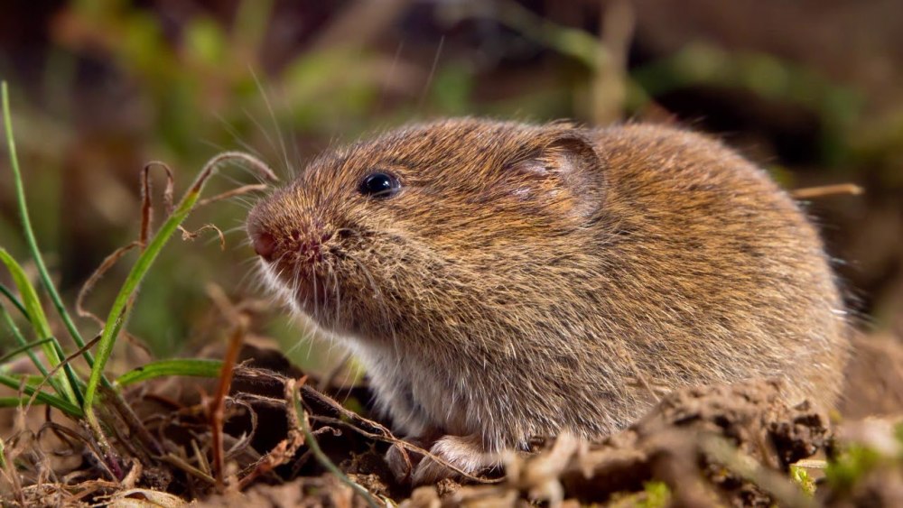 Прометеева полевка