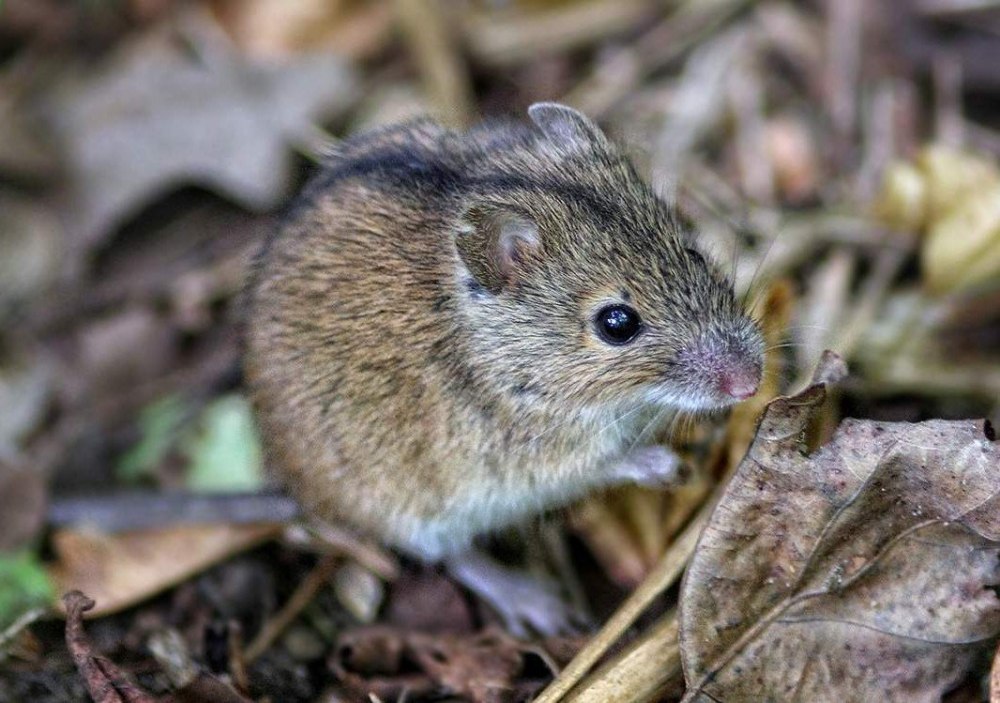 Мышовка Степная – Sicista subtilis