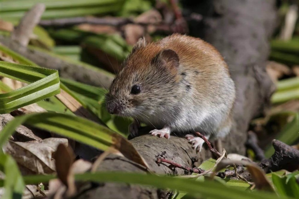 Лесная мышовка Sicista betulina