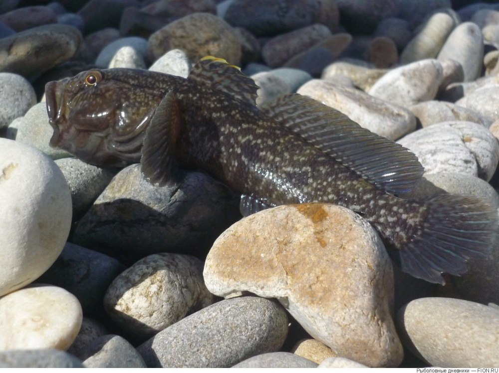 Бычок рыба белое море