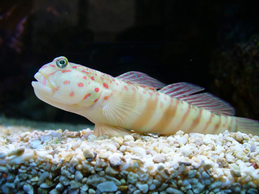 Cryptocentrus leptocephalus