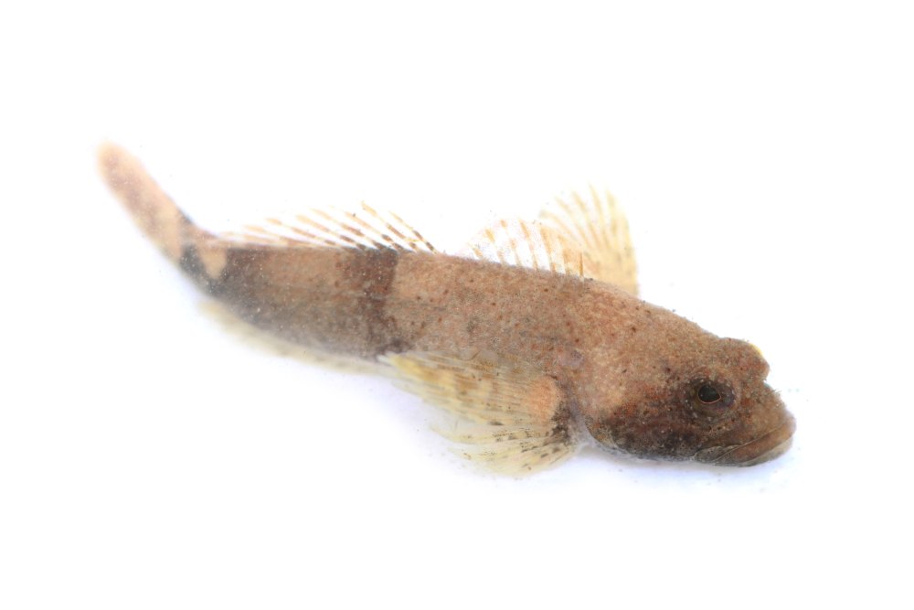 COTTUS extensus