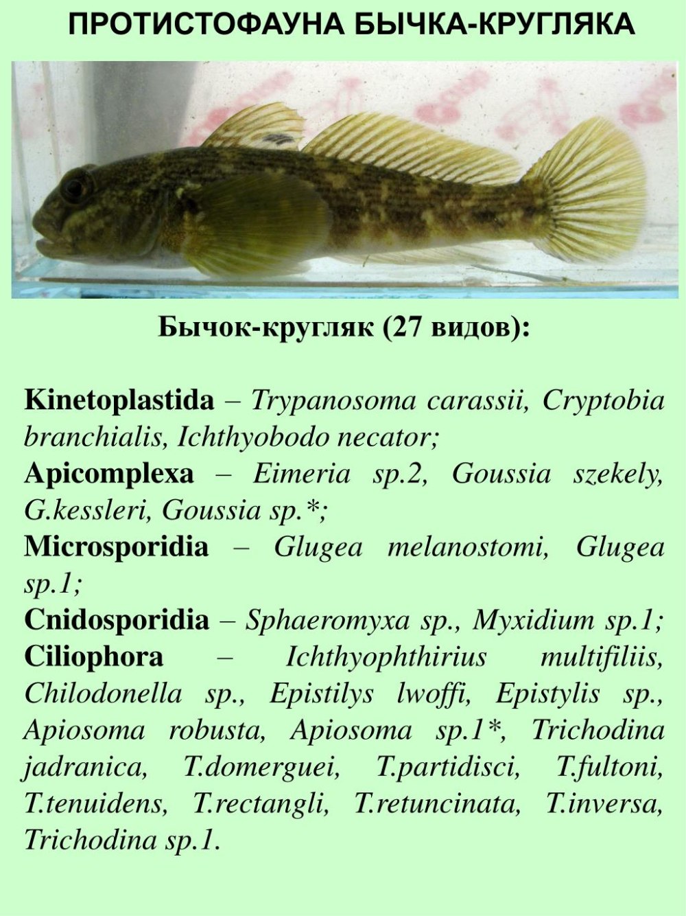Сообщение на тему рыба бычок