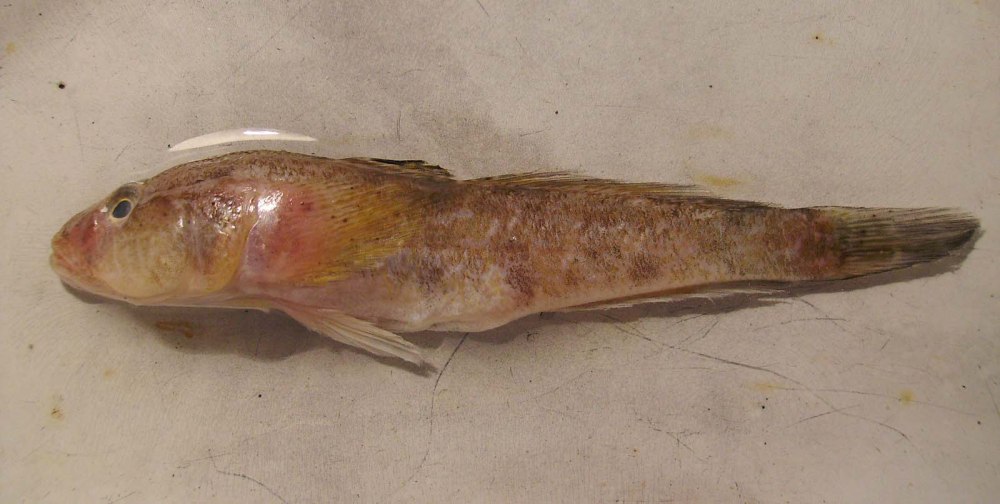 Ponticola Syrman