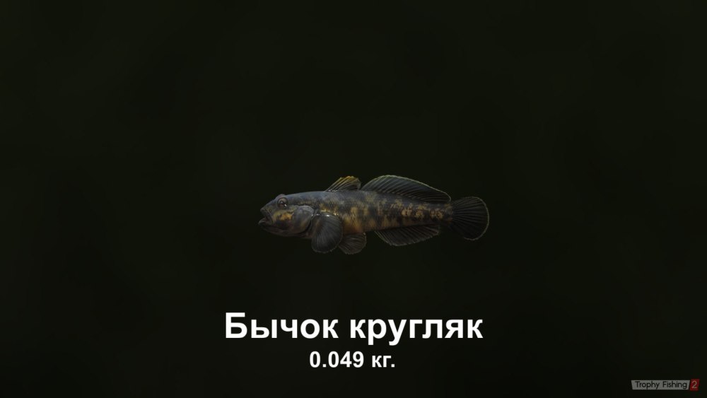 Трофейный бычок