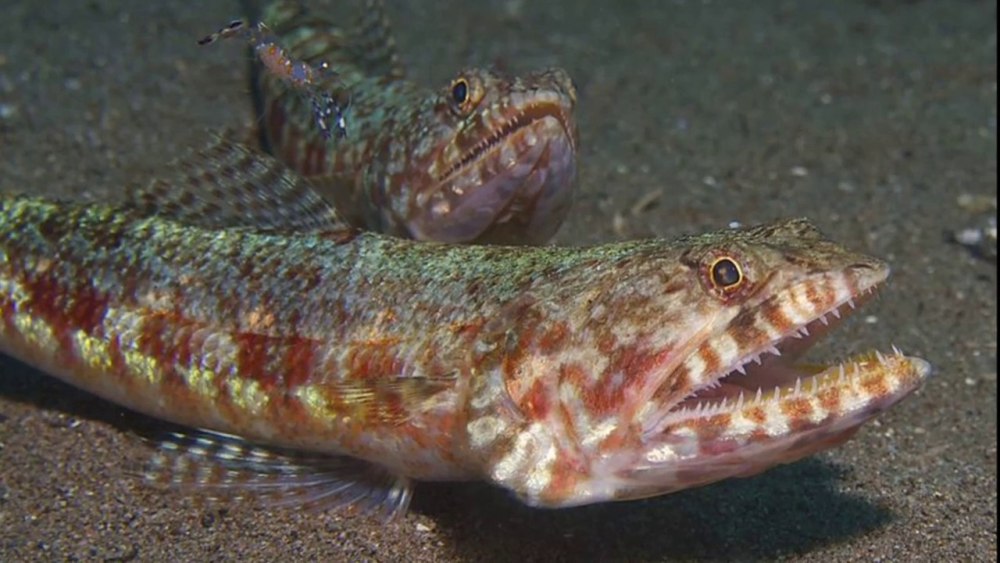 Synodus variegatus