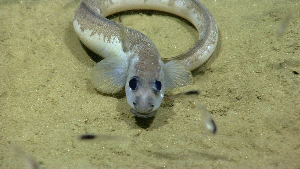 Lycenchelys