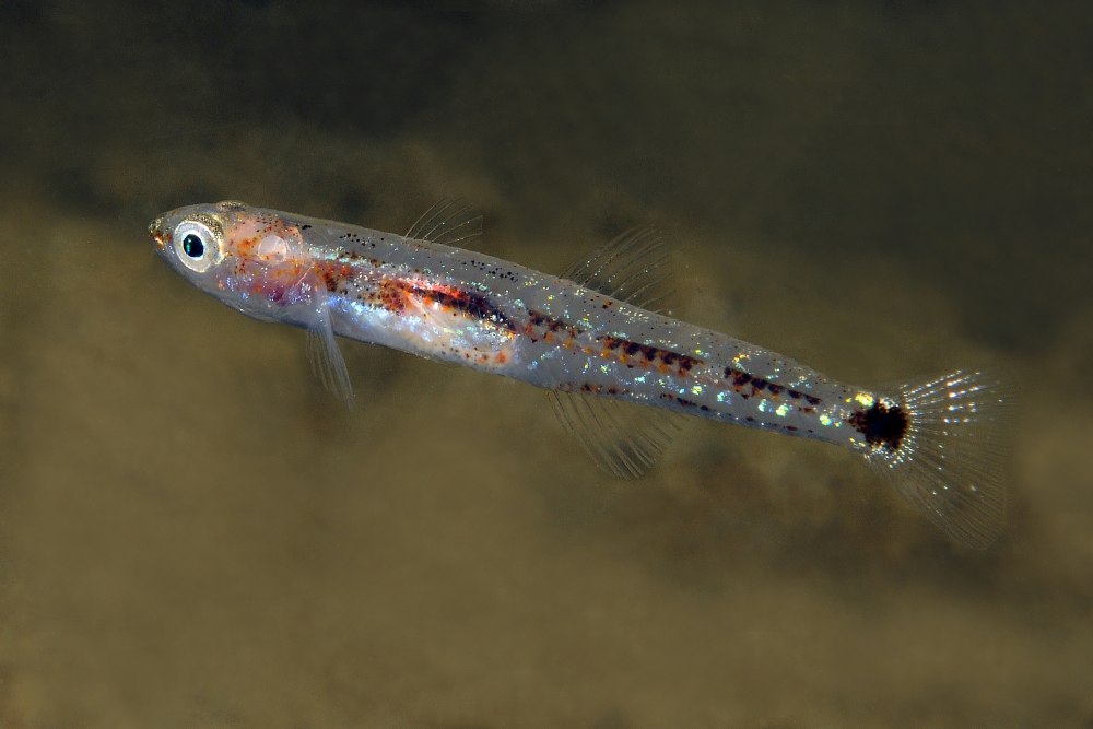 Бычковых (Gobiidae)