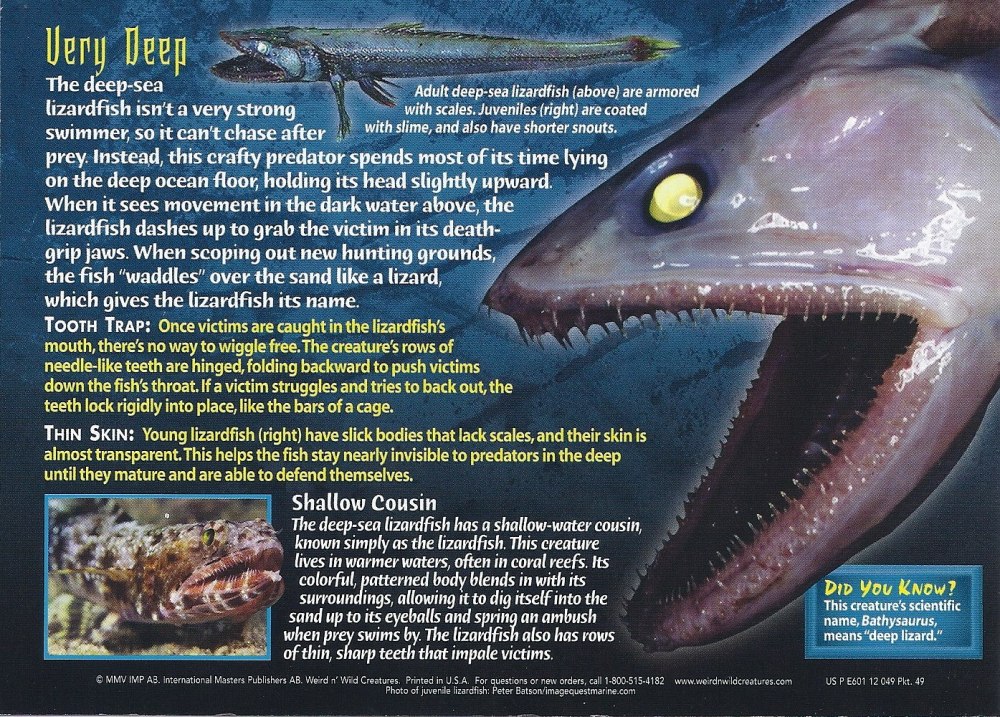 Weird n Wild creatures Monsters of the Deep