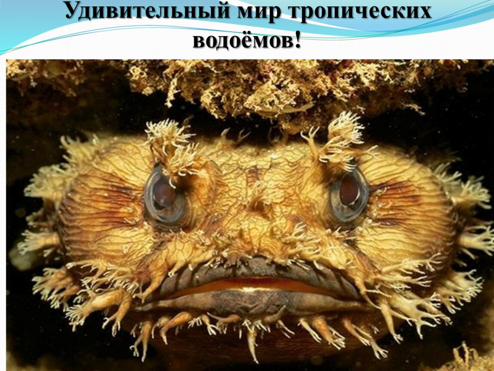 Трехиглая рыба жаба