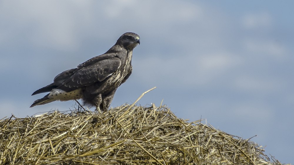 Крик птицы канюк
