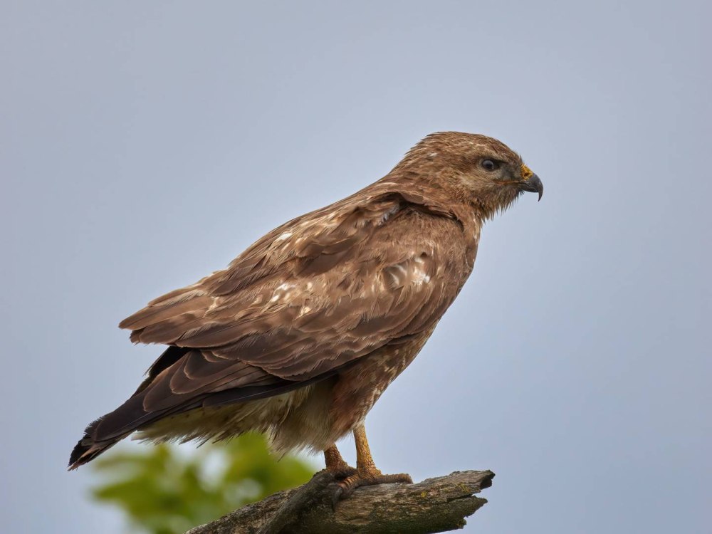 Маркиян Канюка фото