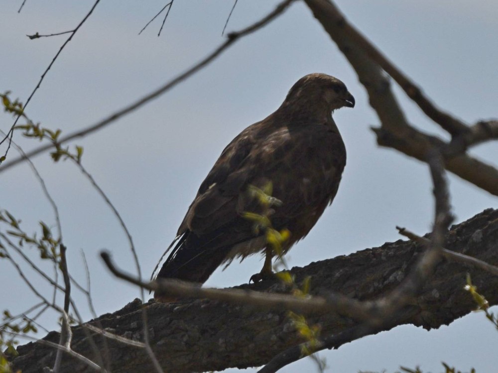 Канюк Давид Запорожье