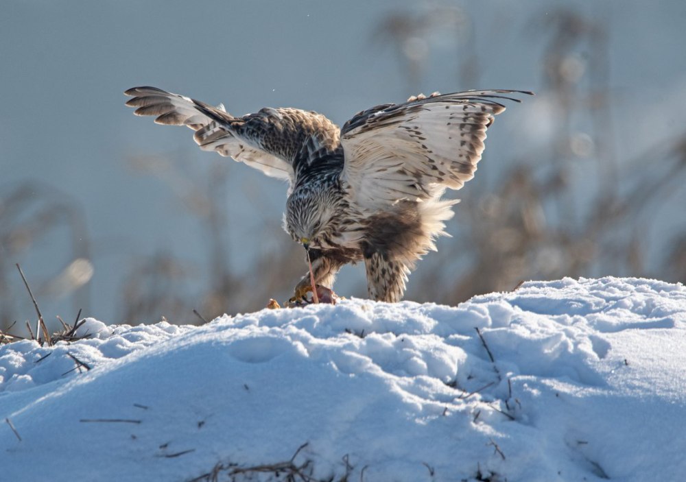 Канюк зимнее небо