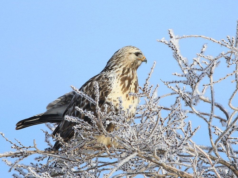 Птицы города Кисловодска Зимняк
