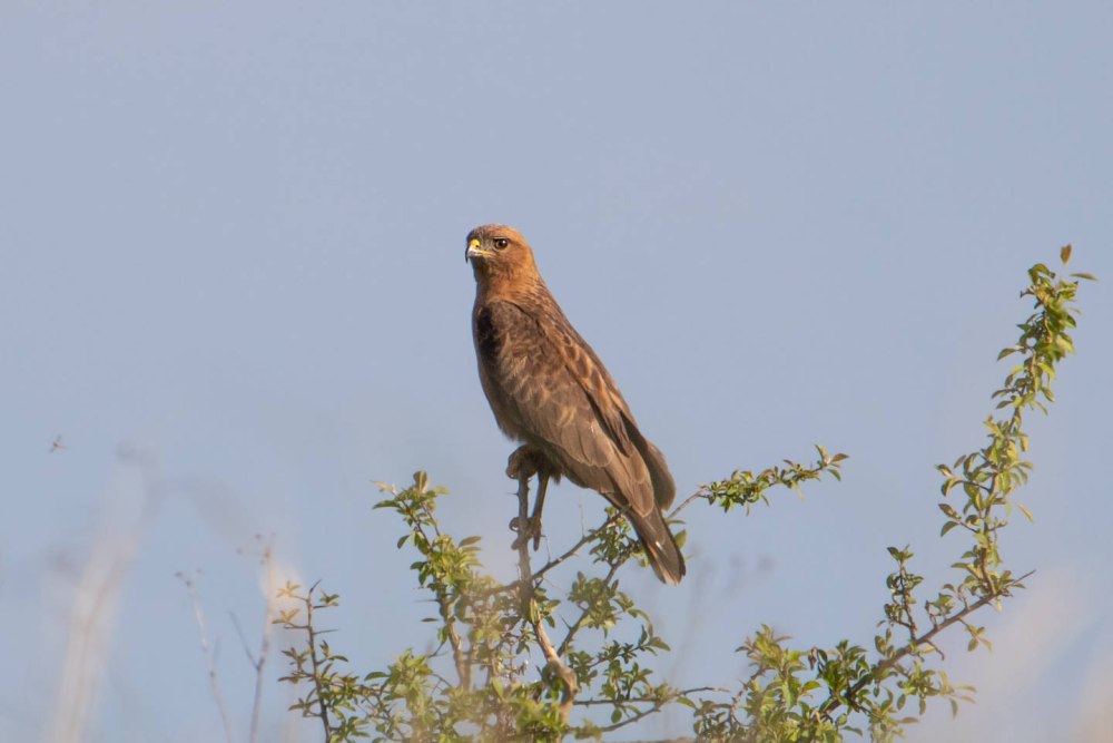 Восточный болотный Лунь