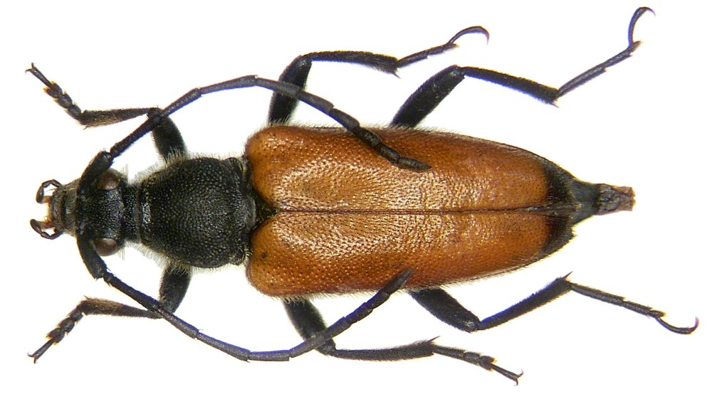 Leptura fulva