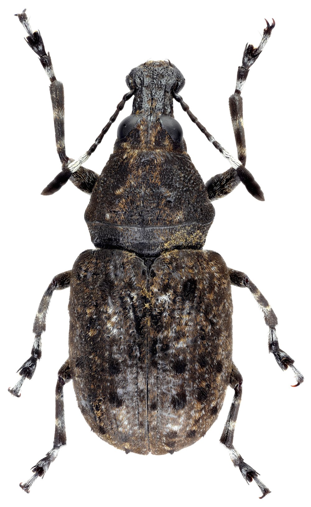 Rotaliata Gen SP Rotaliidae