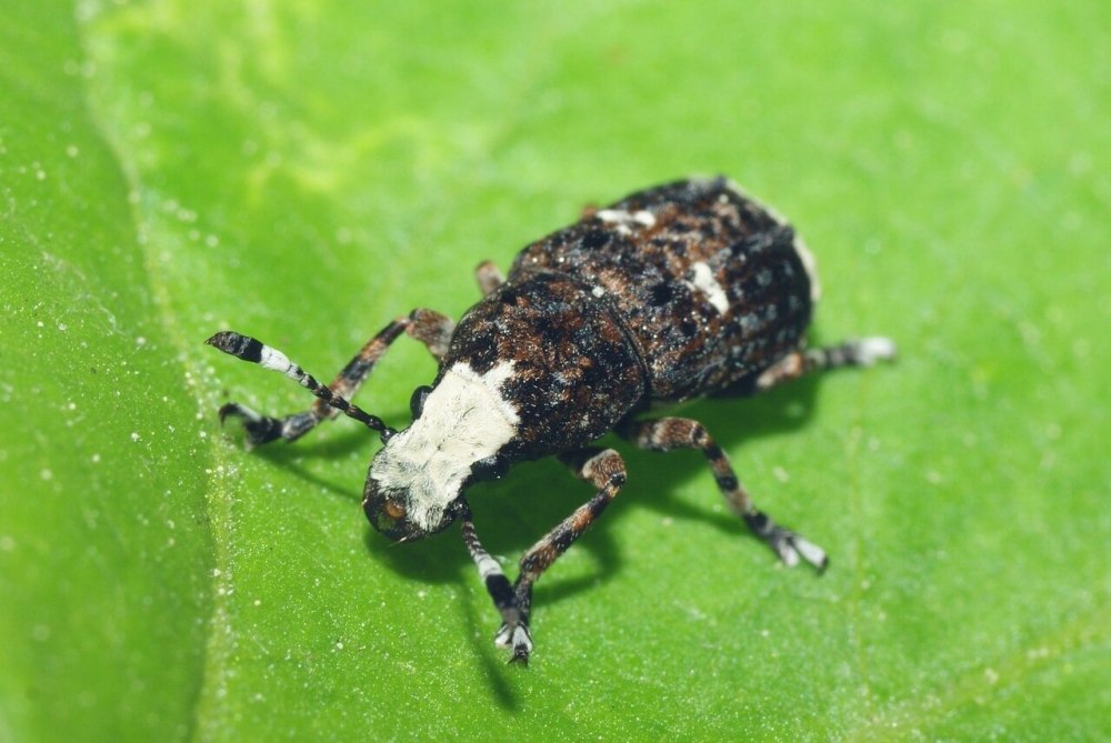 Platystomos Albinus