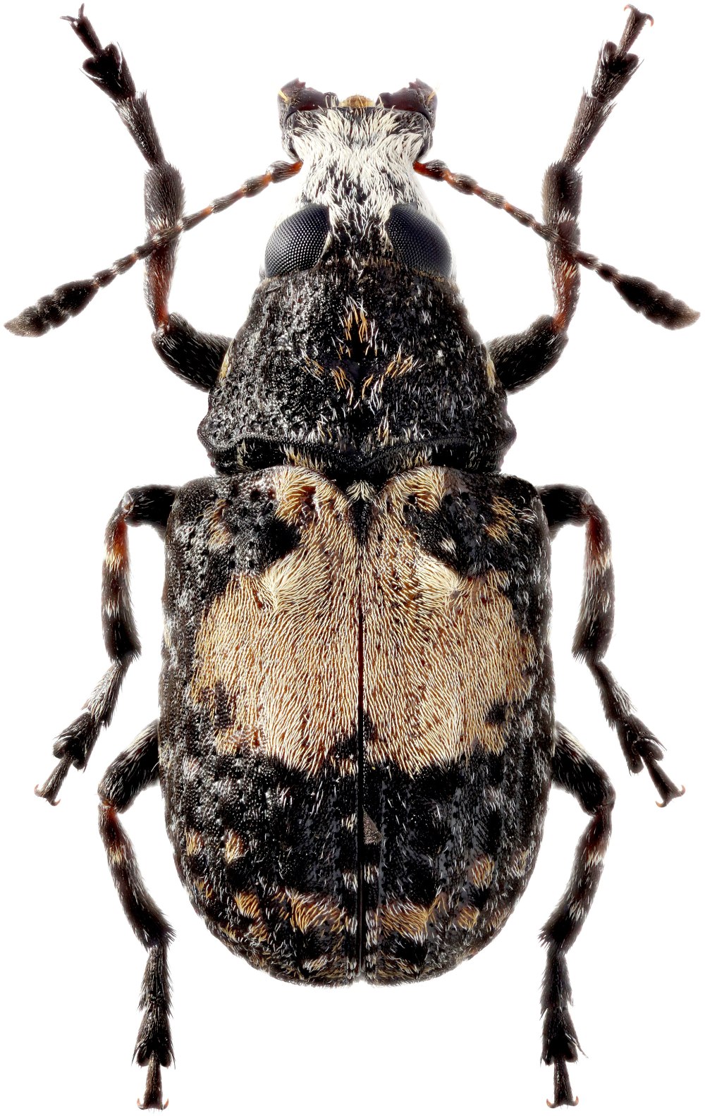Dioryctia schuetzeella Gyll