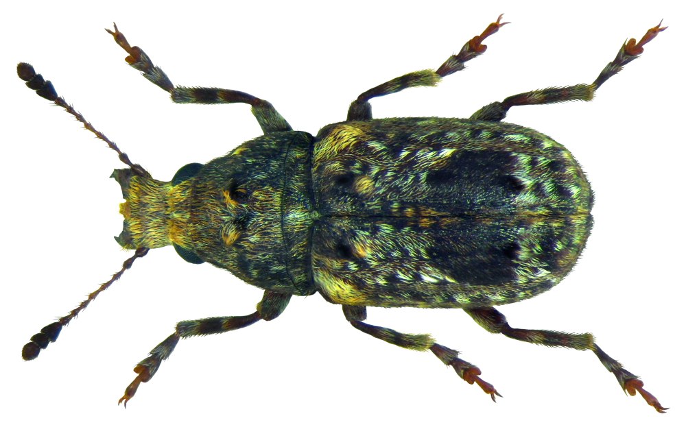 Sipalinus Gigas (Fabricius, 1775)